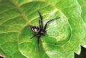 Synaema_globosum_F2198_Z_86_Les Gris_Frankrijk